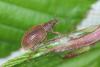 Polydrusus mollis